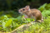 Why You Should Contact a Specialized Mouse Exterminator for Effective Rodent Control