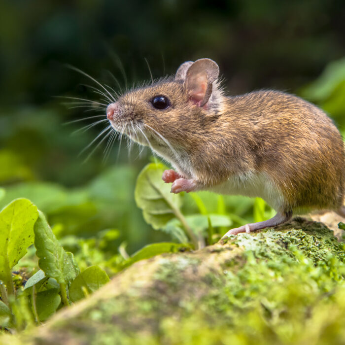 Why You Should Contact a Specialized Mouse Exterminator for Effective Rodent Control