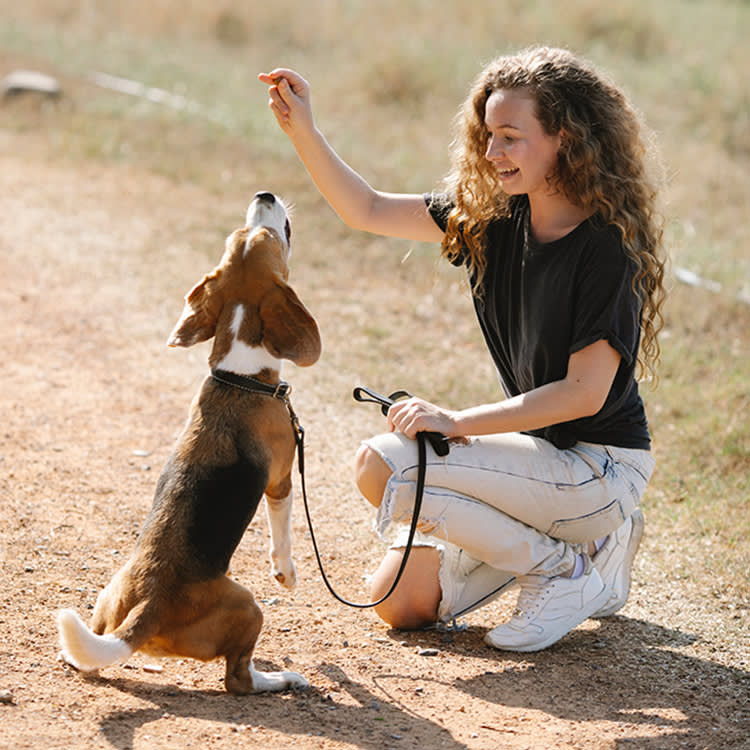 dog trainer in The Estates at Stonegate